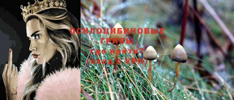 Галлюциногенные грибы Cubensis  Белокуриха 